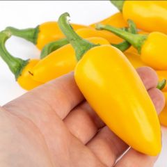 Yellow Jalapeno Çok Acı Biber Tohumu (15 Tohum)