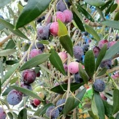 Tüplü Ayvalık Trilye Zeytin Fidanı