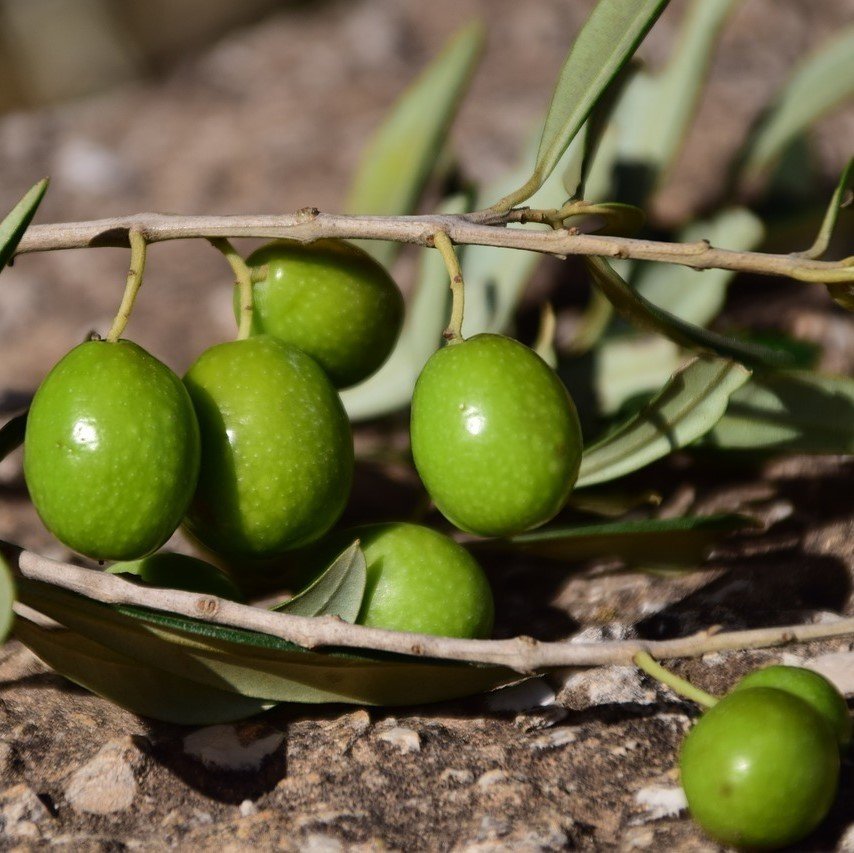 Tüplü Tavşan Yüreği Çil Topak Zeytin Fidanı