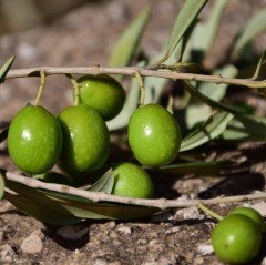 Tüplü Tavşan Yüreği Çil Topak Zeytin Fidanı