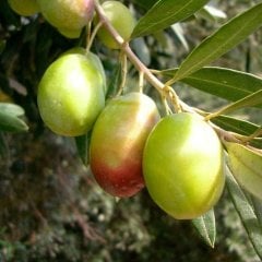 Tüplü Aşılı Çok İri Meyveli Domat Zeytin Fidanı