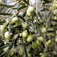 Tüplü Manzalina Zeytin Fidanı