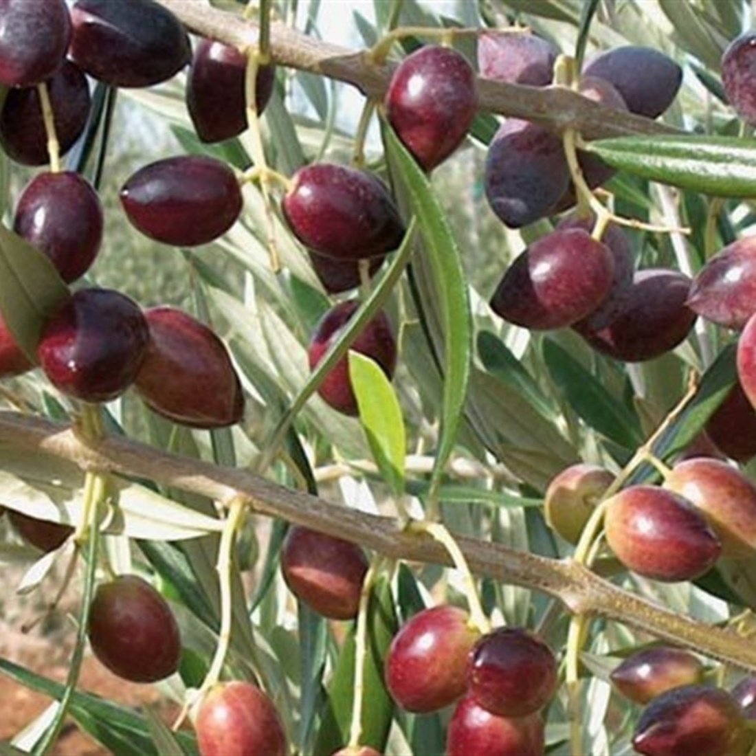 Tüplü Manzalina Zeytin Fidanı