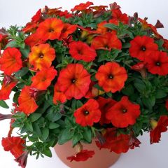 Beautical Red Maple Sarkıcı Petunya Çiçeği Fidesi (2 Adet Fide)