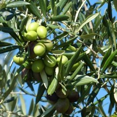 Tüplü Memecik Zeytin Fidanı