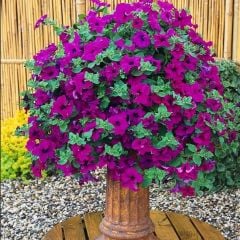 Surfinia Giant Purple Sarkıcı Petunya Çiçeği Fidesi (2 Adet Fide)