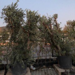 Tüplü Çok Yaşlı Büyük Gemlik Zeytin Fidanı (20-30 Yaş)