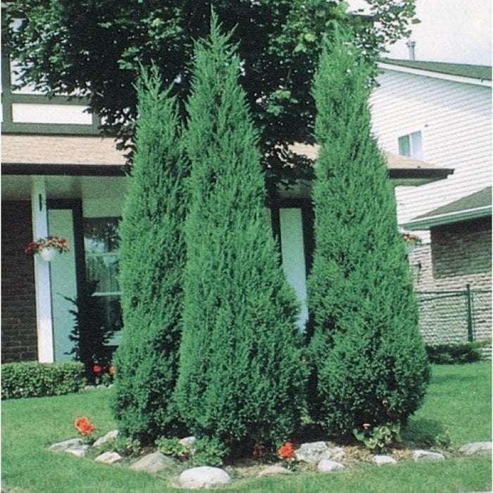 Tüplü Roket(Skyrocket) Ardıç Fidanı (90-140 cm)