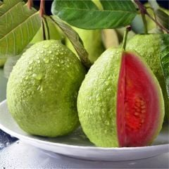 Tüplü Kırmızı Guava Fidanı