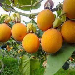 Tüplü Passiflora Ligularis (Sweet Granidalla) Fidanı