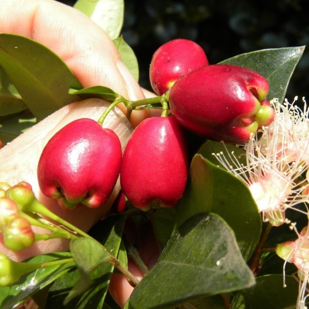 Tüplü Herdem Yeşil Eugenia Myrtifolia Avustralya Fırça Kirazı‏ Fidanı