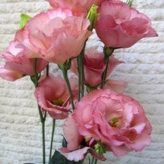 Katmerli Papillon Pink Blush Lisianthus Çiçeği Tohumu(5 tohum)