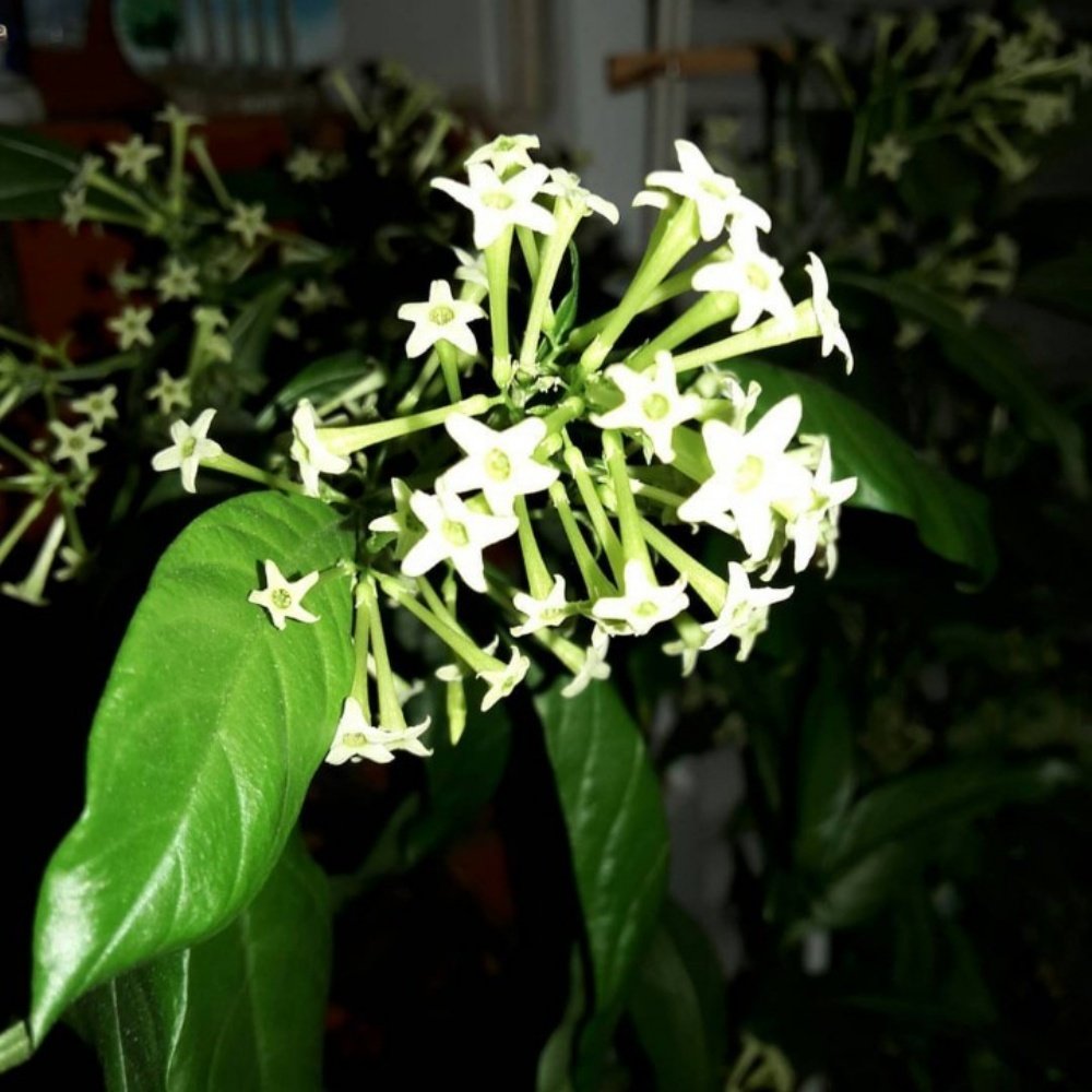 Tüplü Aromatik Melissa(Parfüm Çiçeği) Fidanı