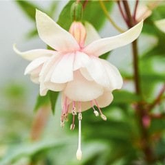 Leonita Double Pink White Küpe Çiçeği Fidesi (2 adet)