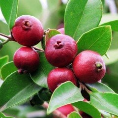 Tüplü Meyve Verme Yaşında Strawberry Guava (Çilek Guavası) Fidanı