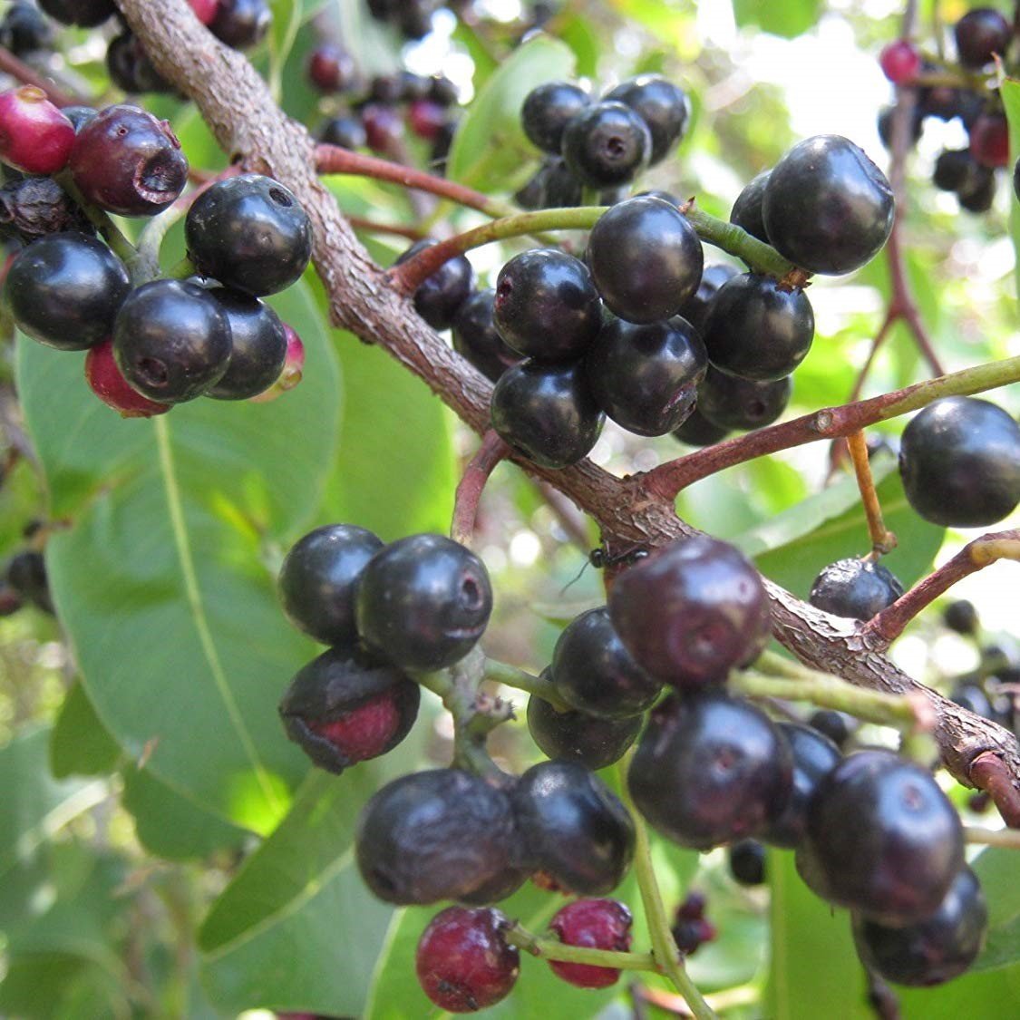 Tüplü Herdem Yeşil Jambolan Eriği Fidanı