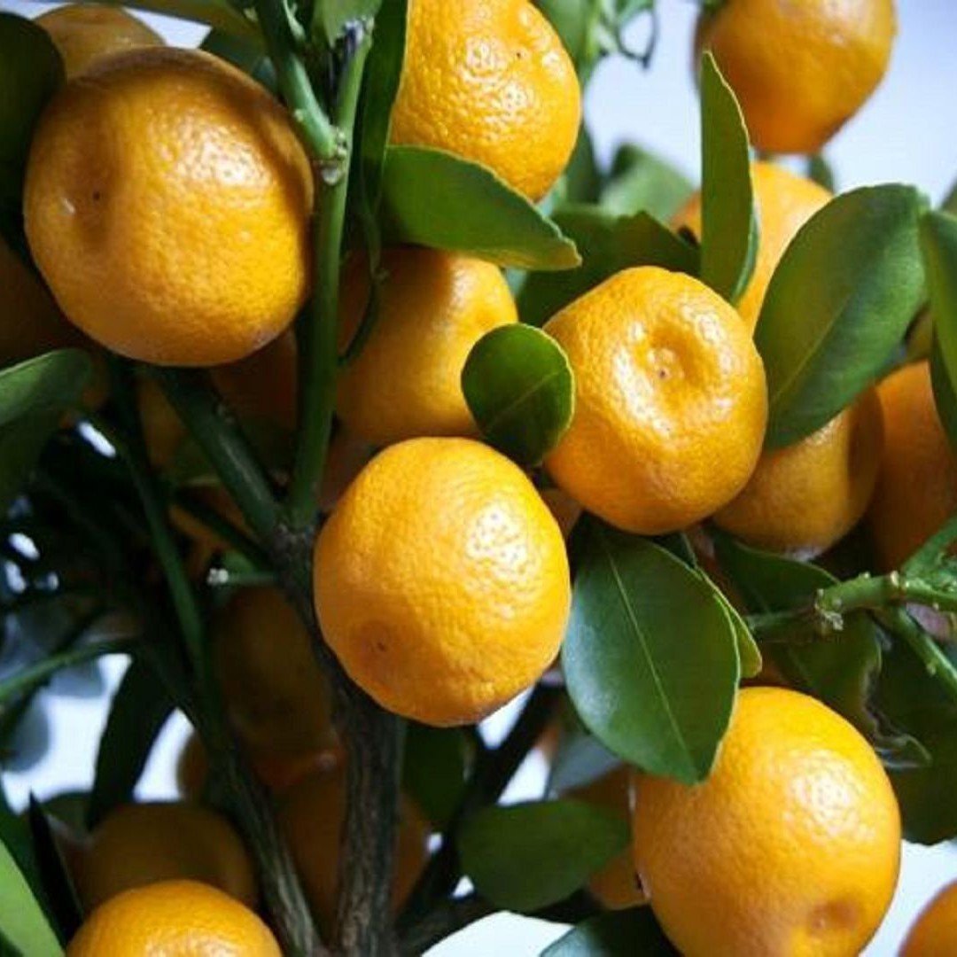 Tüplü Meyve Verme Yaşında Kalamondin (Calamondin)  Fidanı