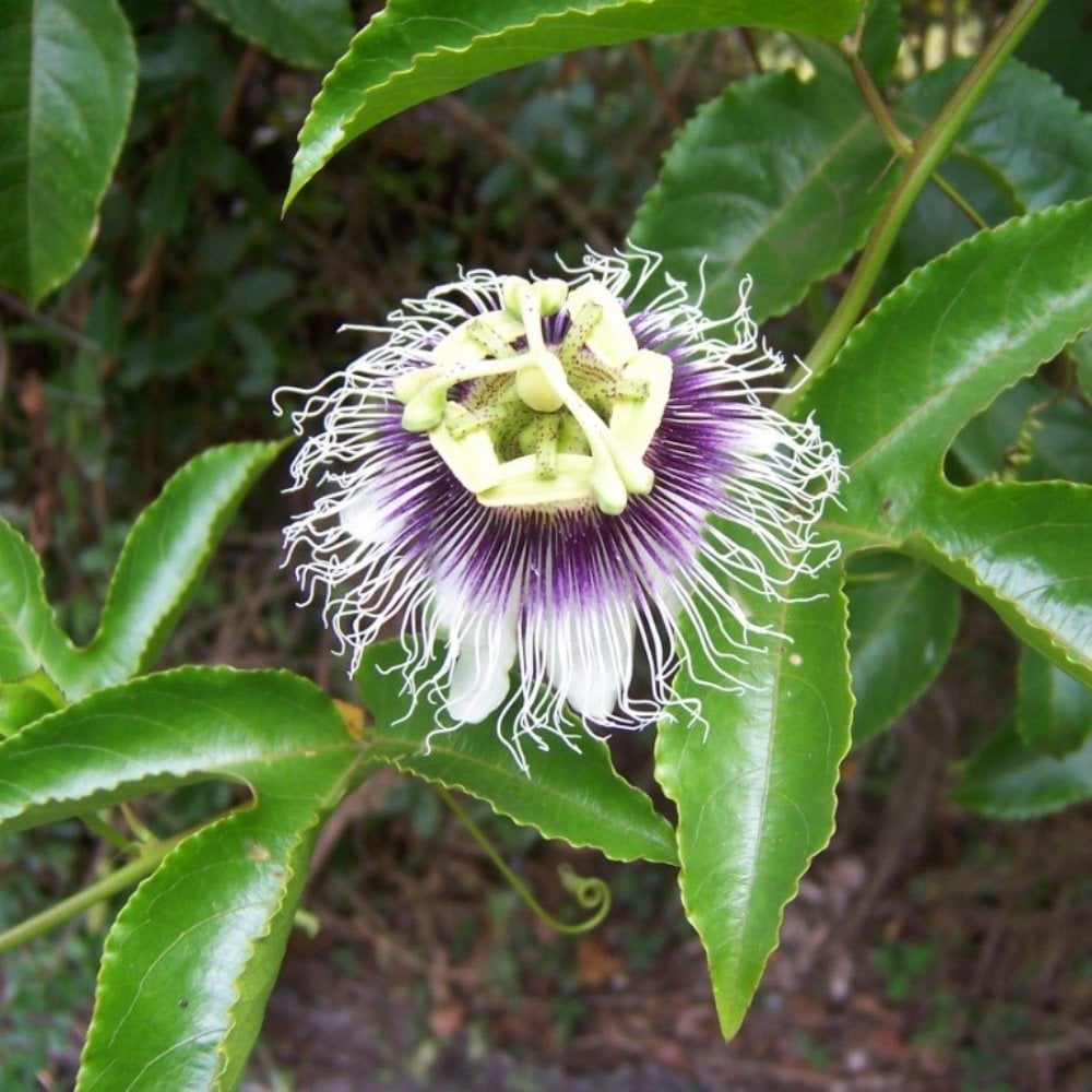 Tüplü Pasiflora Edulis Maruçya (Maracuya) Fidanı
