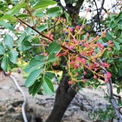 Tüplü Bıttım Ağacı Fidanı(Menegiç Çıtlık)