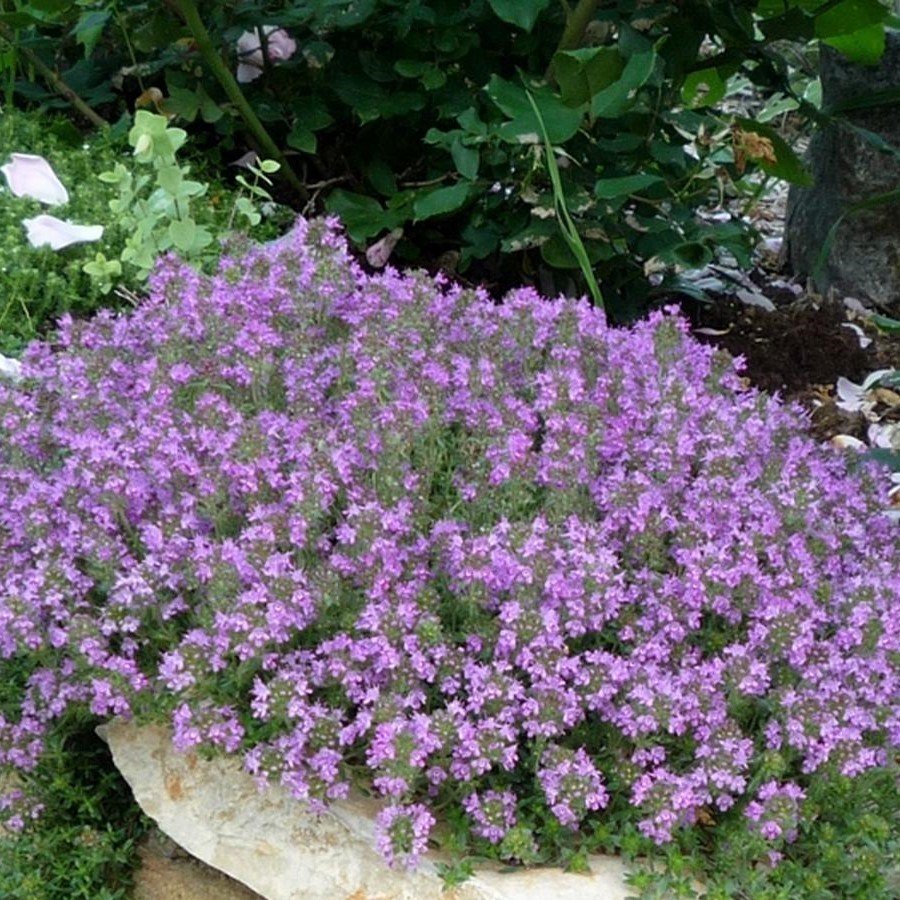 Thymus praecox ‘Purple Beauty’ Yayılıcı Kekik Fidesi (2 adet)