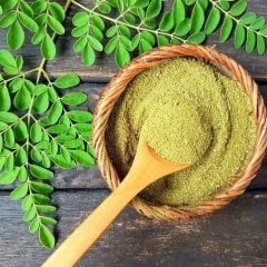 Tüplü Moringa Ağacı Fidanı