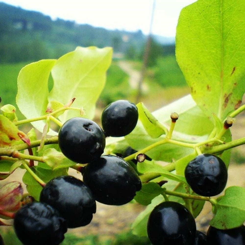 Tüplü Bilberry (Doğal Likapa)Fidanı