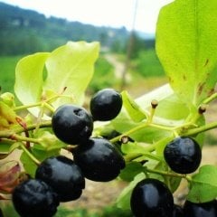 Tüplü Bilberry (Doğal Likapa)Fidanı