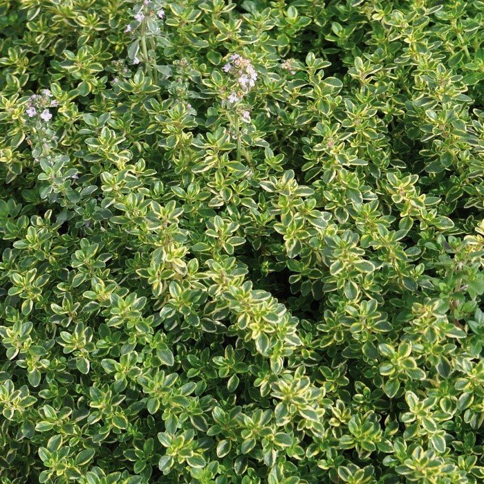 Thymus Citriodorus Limone Saksılık Kekik Fidesi (3 adet)