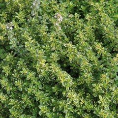 Thymus Citriodorus Limone Saksılık Kekik Fidesi (3 adet)