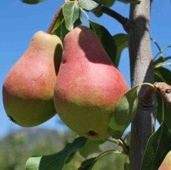 Tüplü Aşılı Erkenci Yarıbodur Etrusca (Etruşka) Armut Fidanı