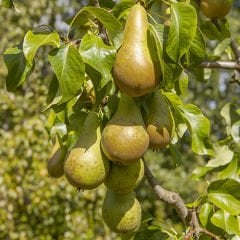 Tüplü Aşılı Aromatik Yarıbodur Conference Armut Fidanı