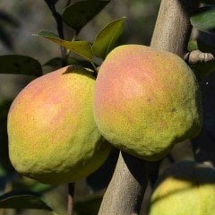 Tüplü Aşılı Yarıbodur Margarit Marilla Kieffer Armut Fidanı