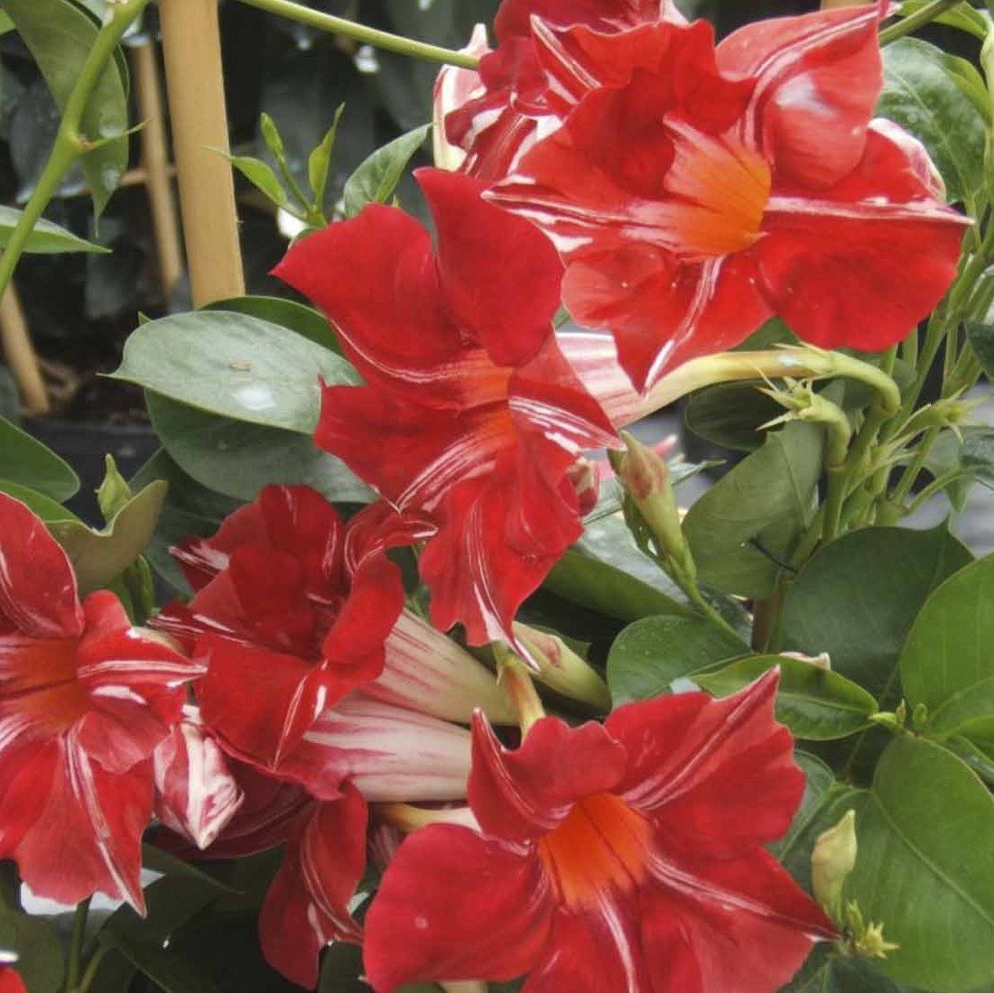 Tüplü Nadir Stars and Stripes Mandevilla Çiçeği Fidanı