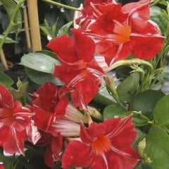 Tüplü Nadir Stars and Stripes Mandevilla Çiçeği Fidanı