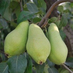 Tüplü Aşılı Çok Erkenci Yarıbodur Akça Armut Fidanı