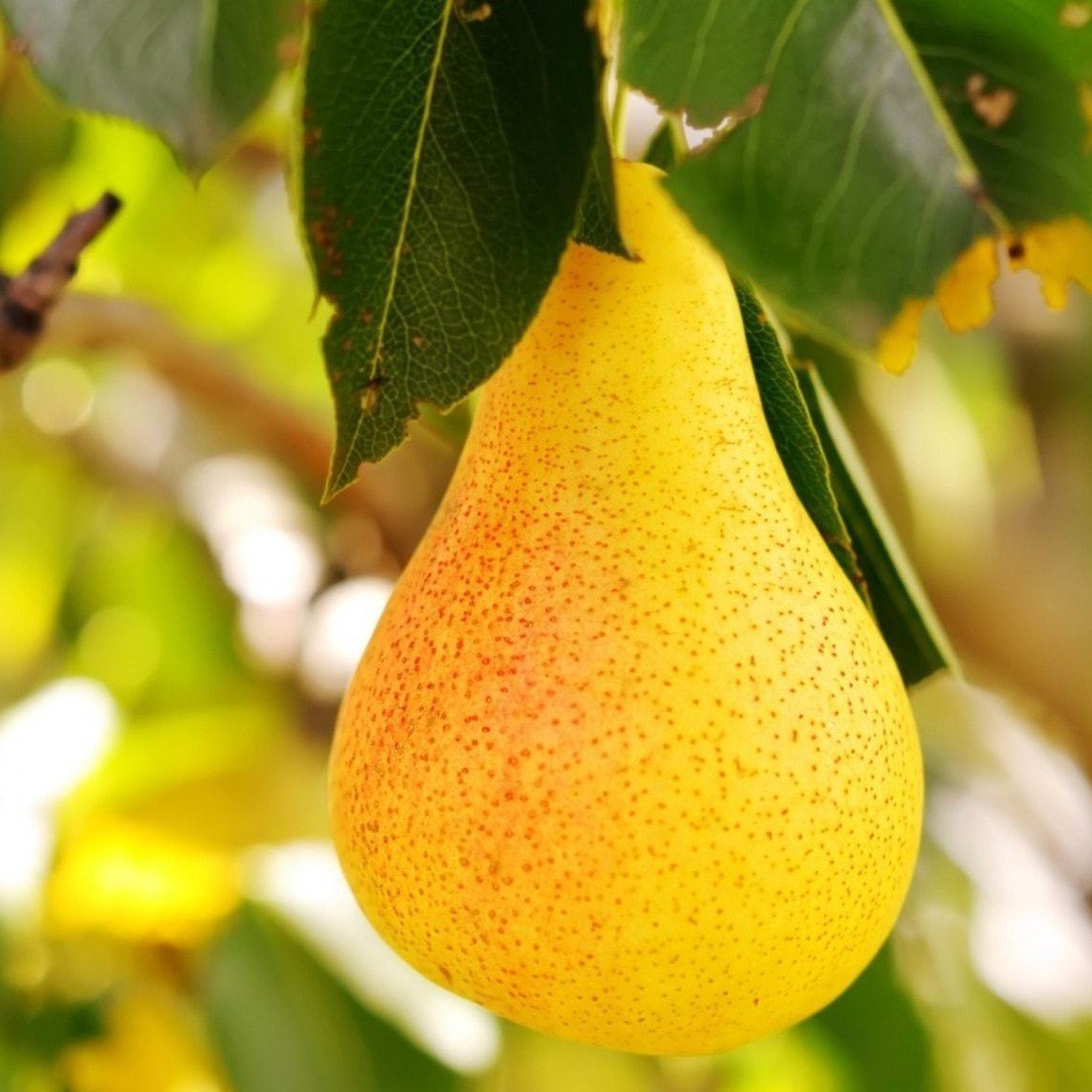 Tüplü Aşılı Geçci Leziz Aromatik Yarıbodur Williams Barlett Armut Fidanı