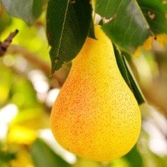 Tüplü Aşılı Geçci Leziz Aromatik Yarıbodur Williams Barlett Armut Fidanı