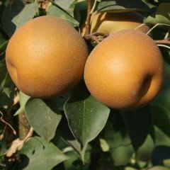 Tüplü Aşılı Leziz Verimli Yarıbodur Chojuro Japon Naşi Armut Fidanı