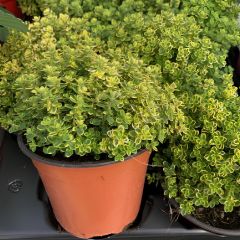 Yayılıcı Limon Kokulu Limone Aromatik Kekik Fidesi (2 Adet)