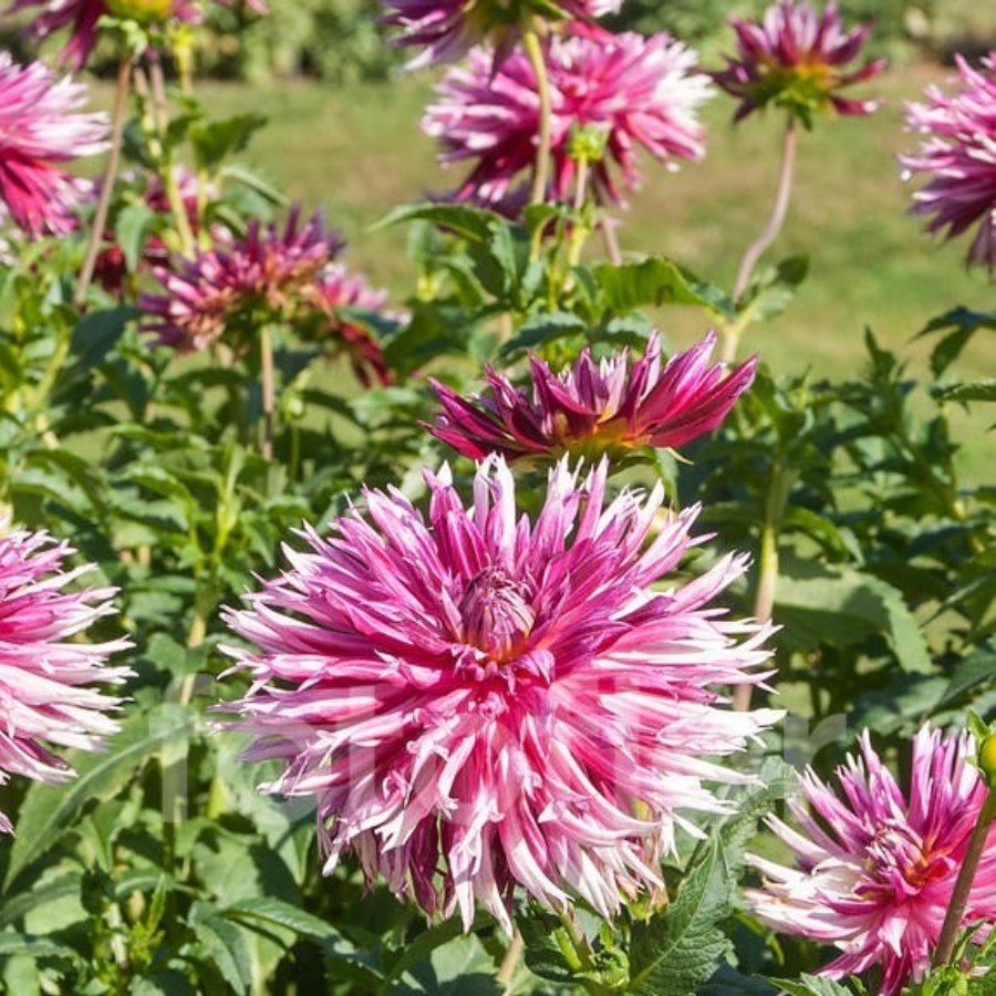 Dev Çiçekli Dentelle D. Forestier Dahlia Yıldız Çiçeği  Yumrusu (1 adet )