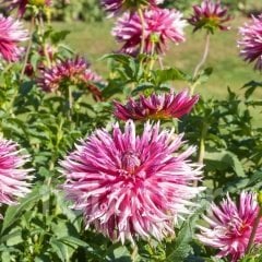 Dev Çiçekli Dentelle D. Forestier Dahlia Yıldız Çiçeği  Yumrusu (1 adet )