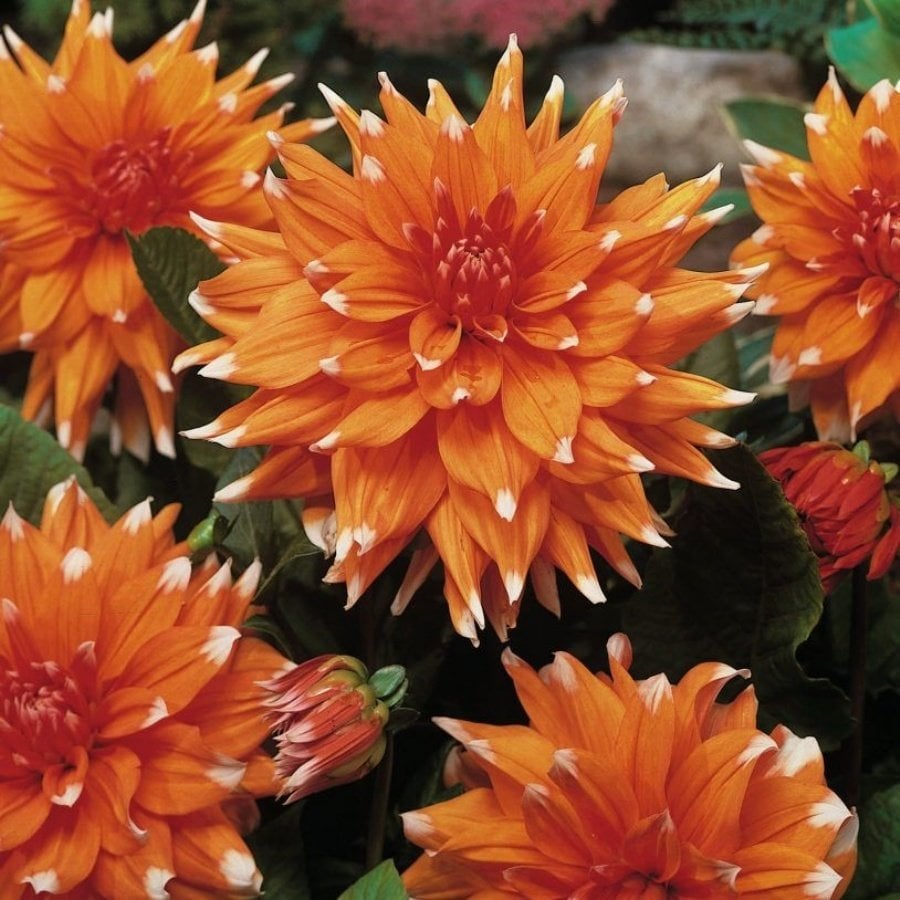 Dev Çiçekli Color Spectacle Dahlia Yıldız Çiçeği Yumrusu (1 adet )