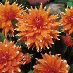 Dev Çiçekli Color Spectacle Dahlia Yıldız Çiçeği Yumrusu (1 adet )
