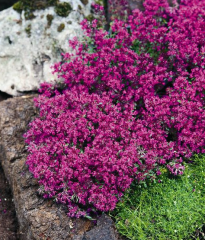 Nadir Creeping Red Yayılıcı Kırmızı Kekik Fidesi (104 adet)
