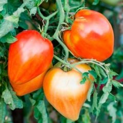 Red Oxheart Kalp Şeklinde Meyvesi Olan Domates Tohumu (15 Tohum)