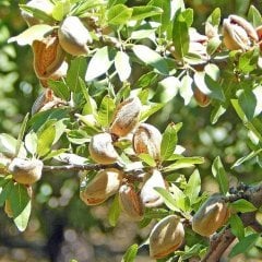 Tüplü Yarı Bodur Nonpareil Badem Fidanı (8 Adet +2 Adet Tozlayıcı)