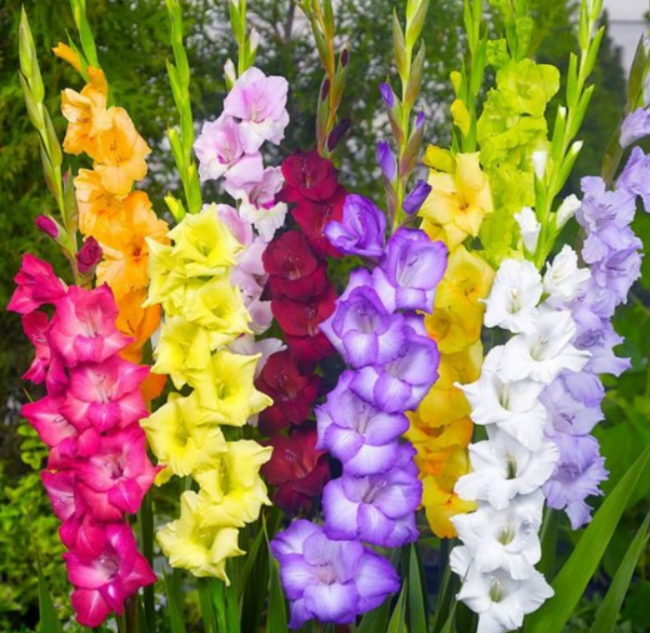 Gladiolus Mixed Swan Karışık Glayör Çiçeği Soğanı (4 adet)