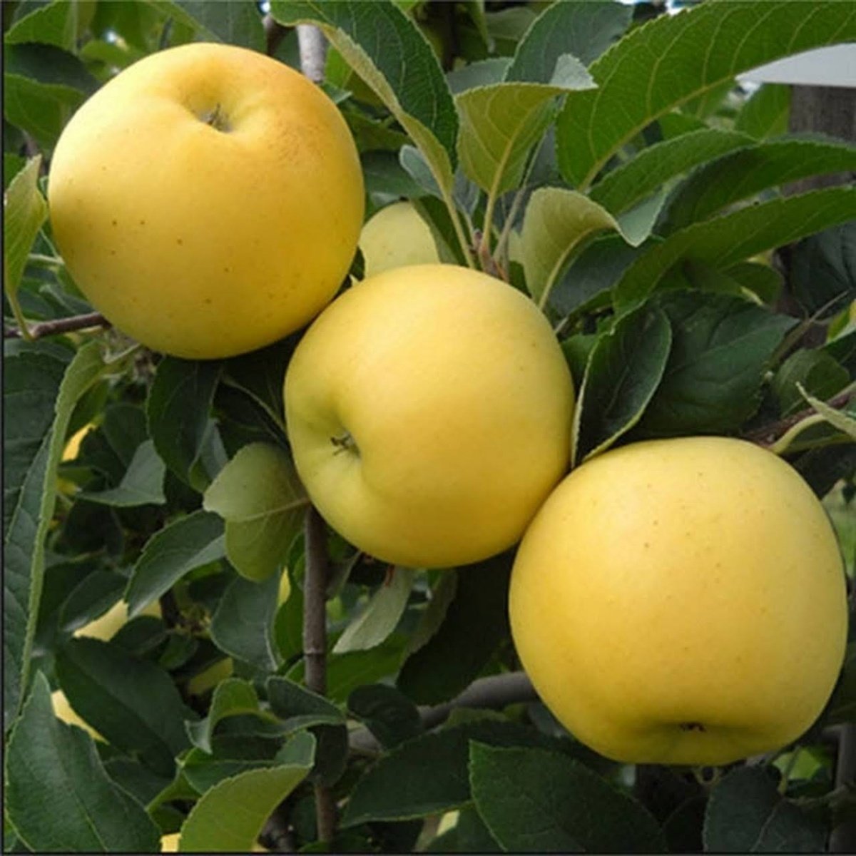Tüplü Aşılı Bol Verimli Yarı Bodur Golden Elma Fidanı