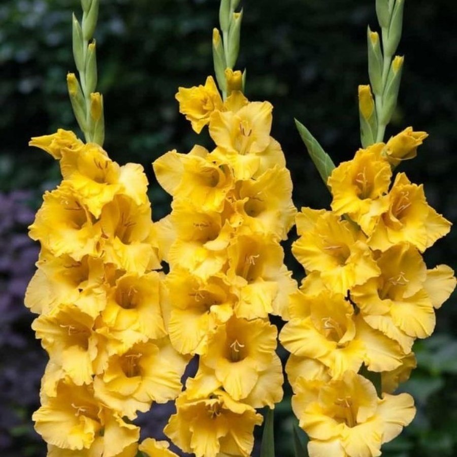 Gladiolus Yellow Swan Sarı Glayör Çiçeği Soğanı (2 adet)