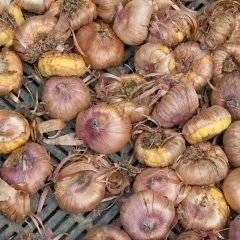 Gladiolus White Swan Beyaz Glayör Çiçeği Soğanı (2 adet)